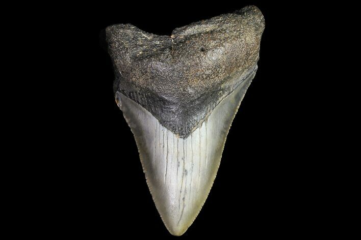 Bargain, Megalodon Tooth - North Carolina #76324